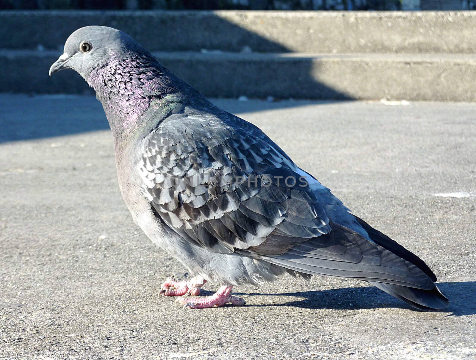 Grey pigeon standing on pavement