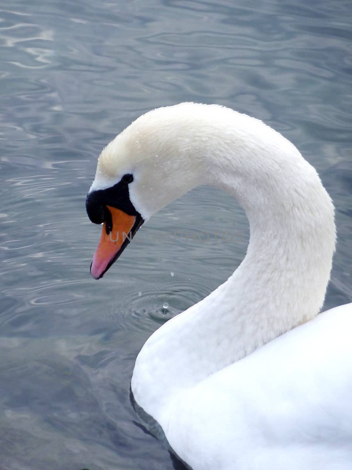 Head of a beautiful swan on water
