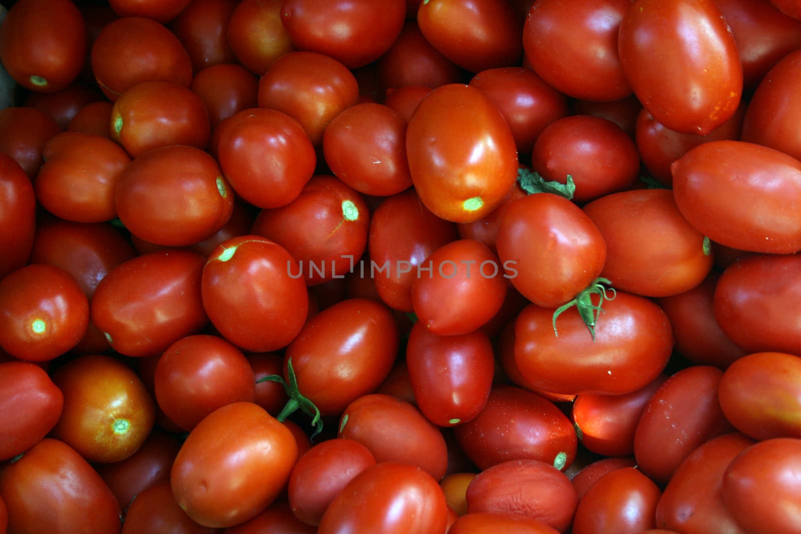 Maltese Tomatoes by keki