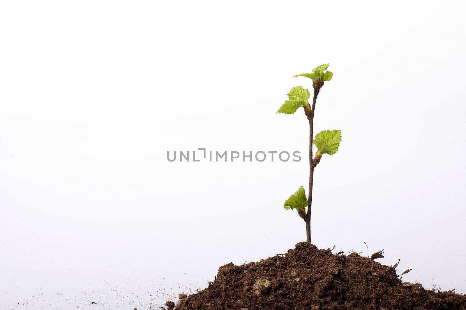 A small sapling growing from a pile of dirt, isolated on white, concept shot depicting hope