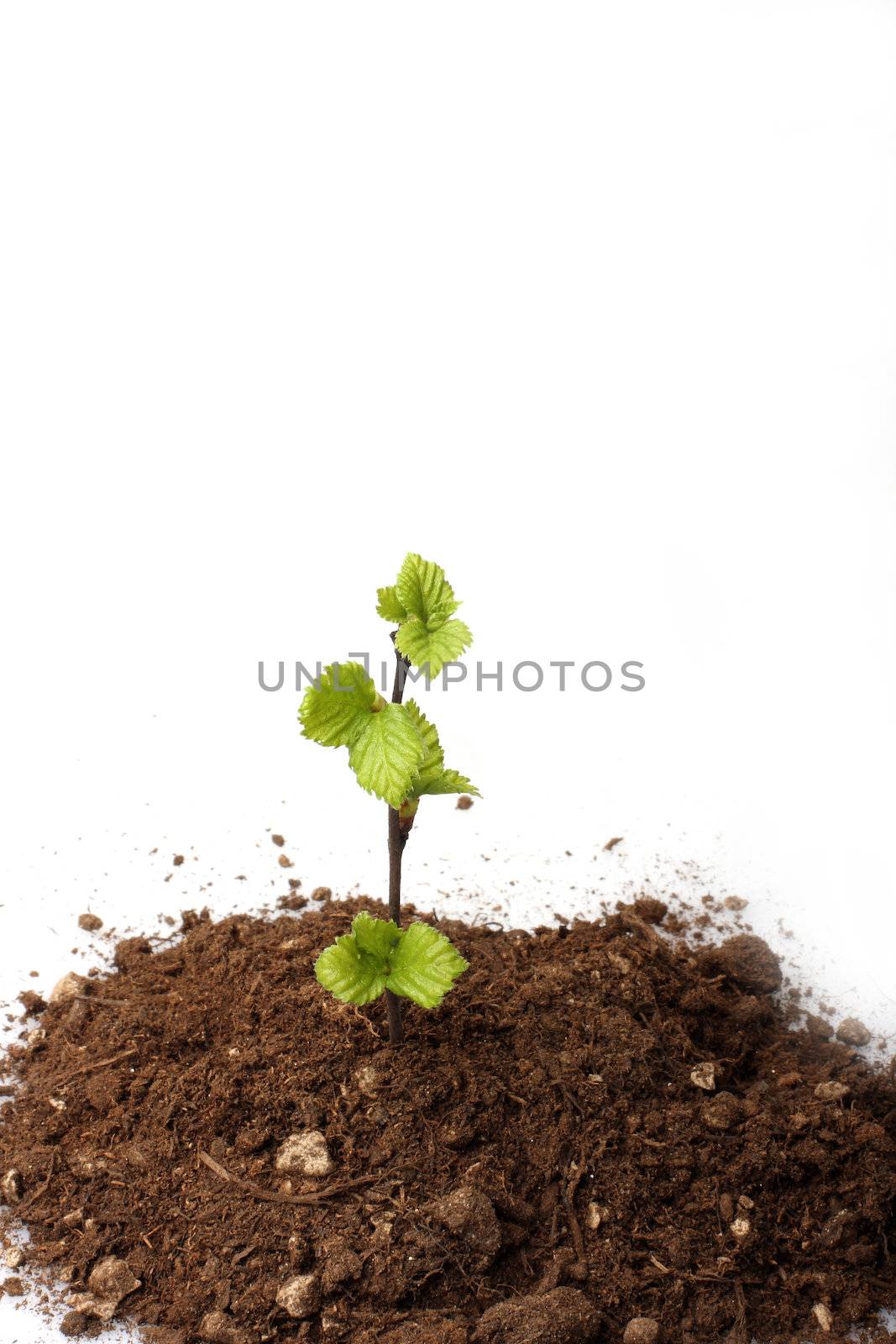 A small sapling growing from a pile of dirt, isolated on white, concept shot depicting hope