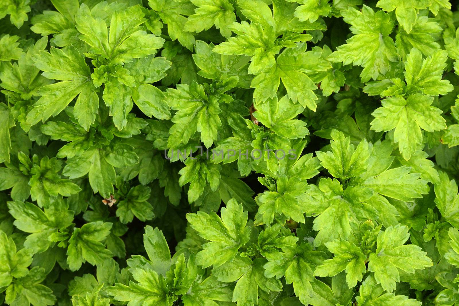 Real morning dew drops on green leafs,great for backgrounds or freshness concept