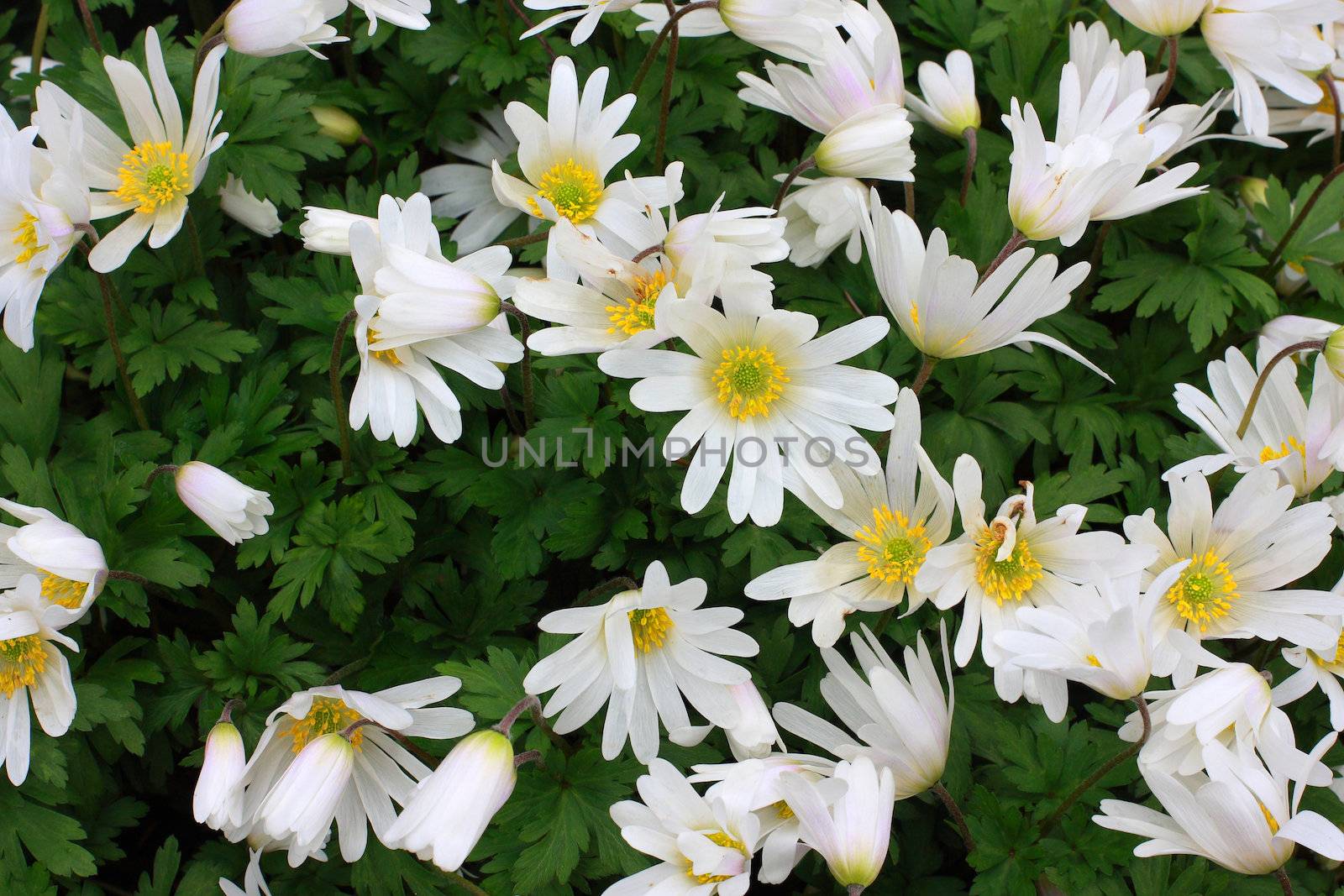 Small white flowers growing on a small shrub