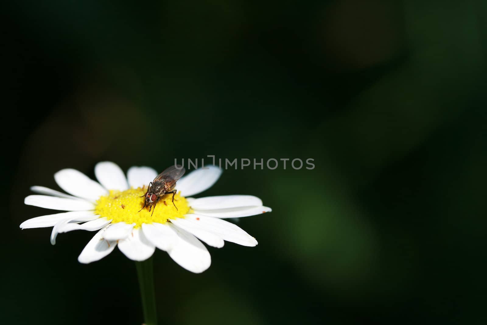The fly sits on a camomile shined by light