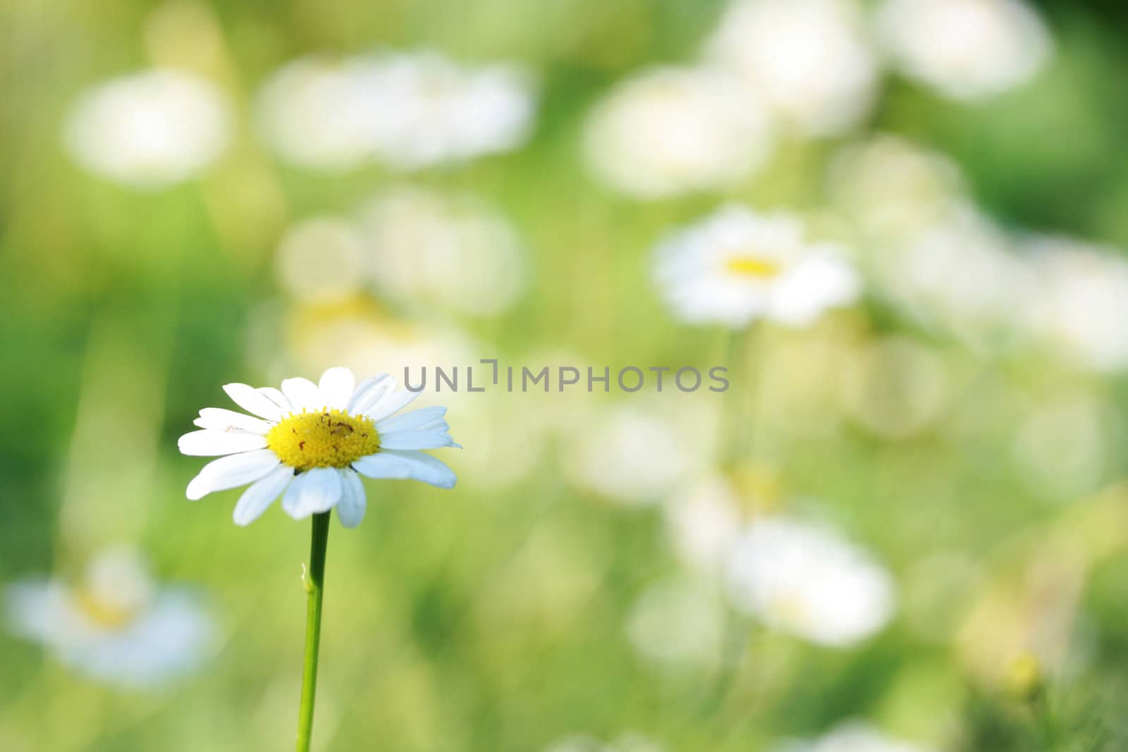 Flower of a camomile in the afternoon on the dim background