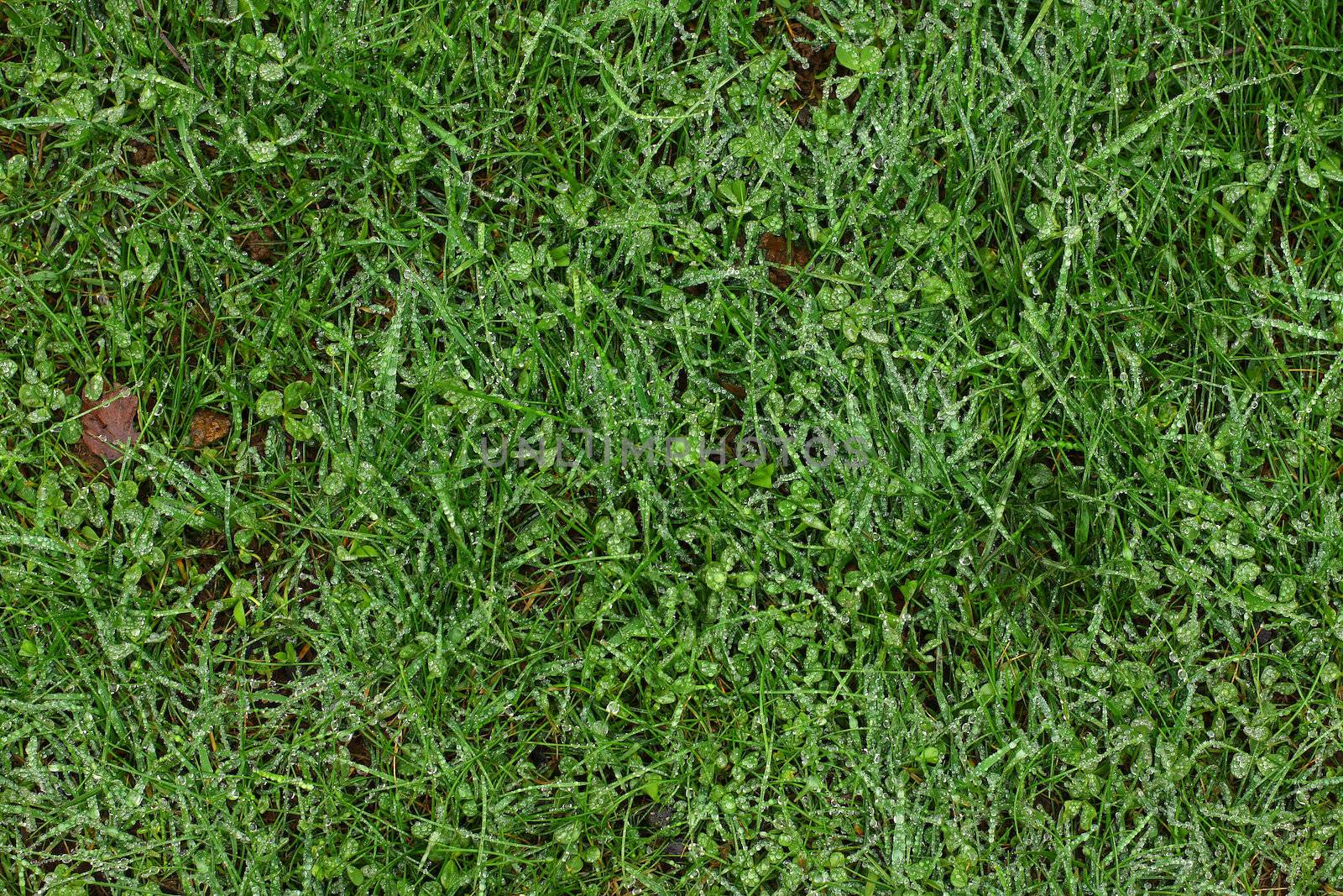 Real morning dew drops on green grass, great for backgrounds or freshness concept