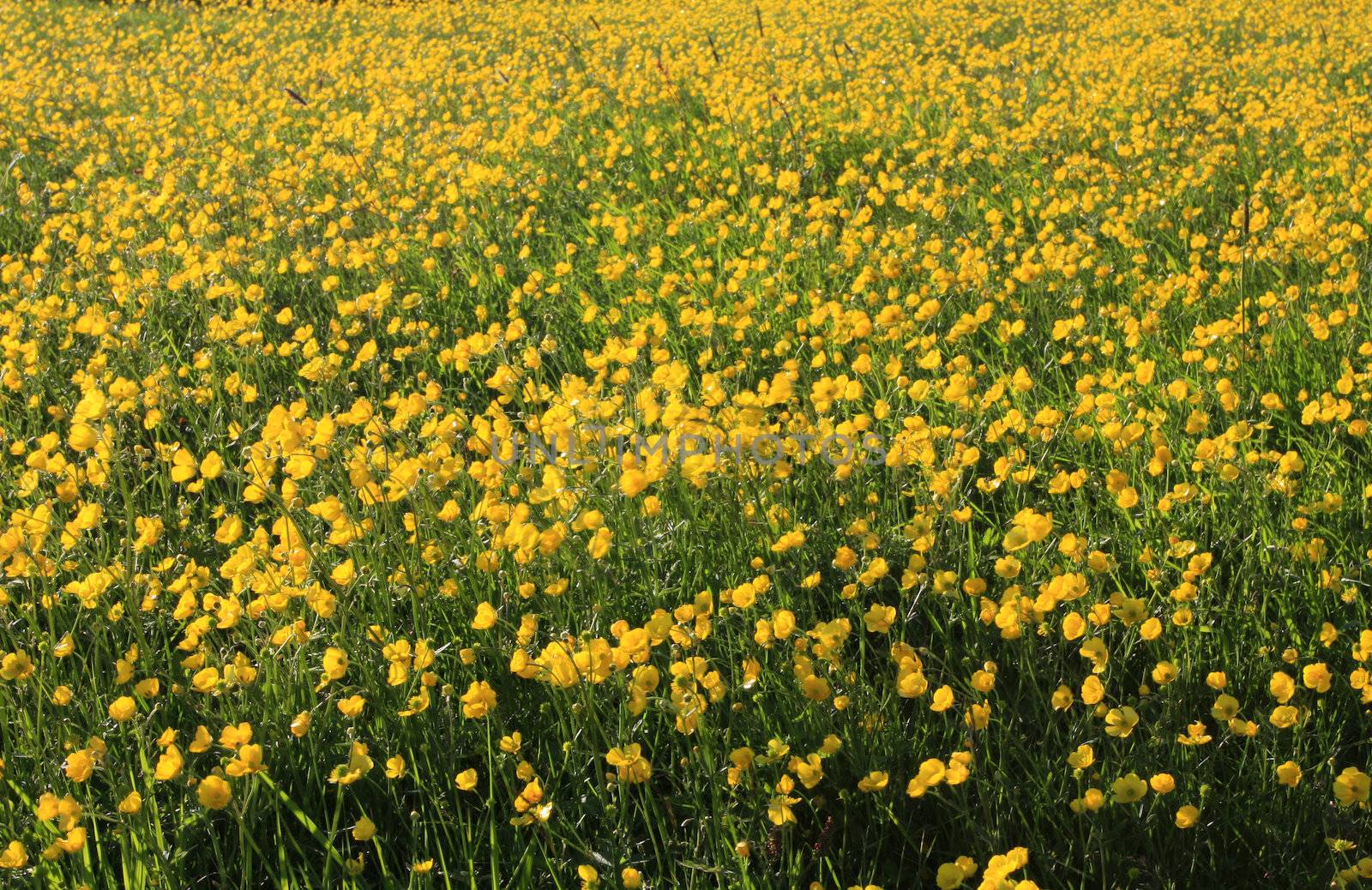 A field of small yellow summer flowers, shot in the setting sun, very saturated colors and warm summer feel to the image