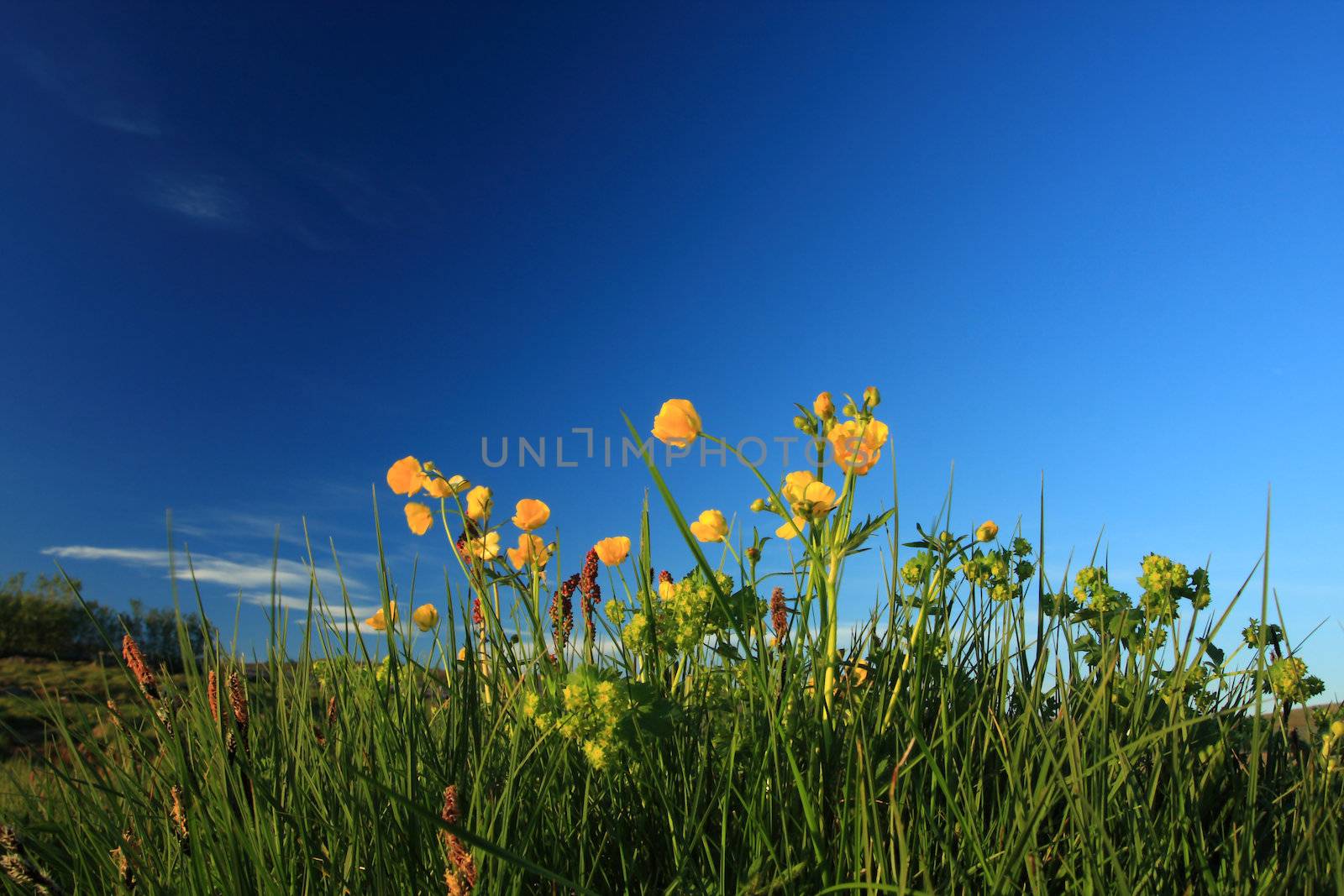 wild yellow flowers against a deep blue sky, intentional minor blurring on some flower caused by breeze. Incredible contrast, 