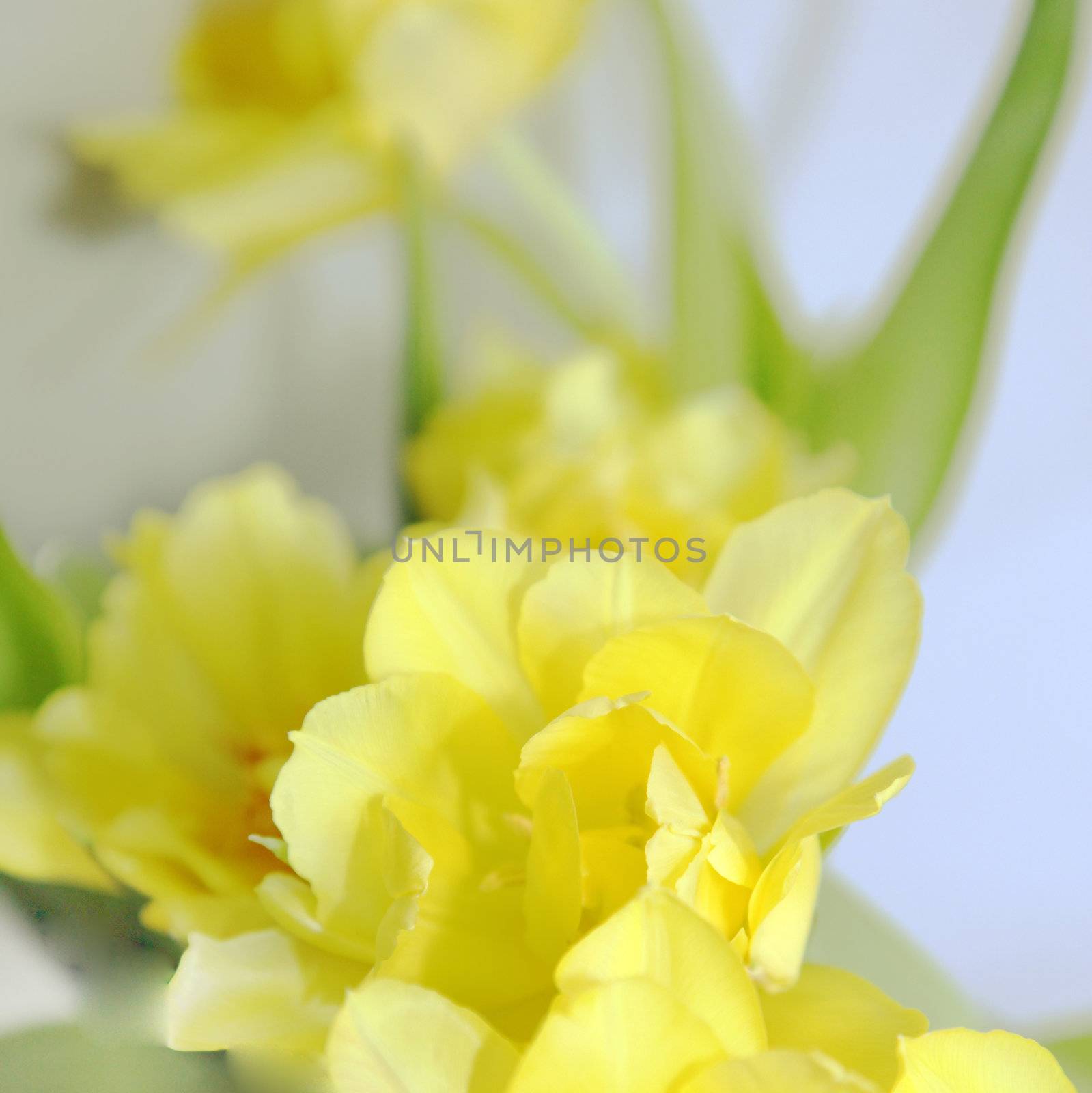 Yellow, blurred background with yellow flowers - square by Farina6000