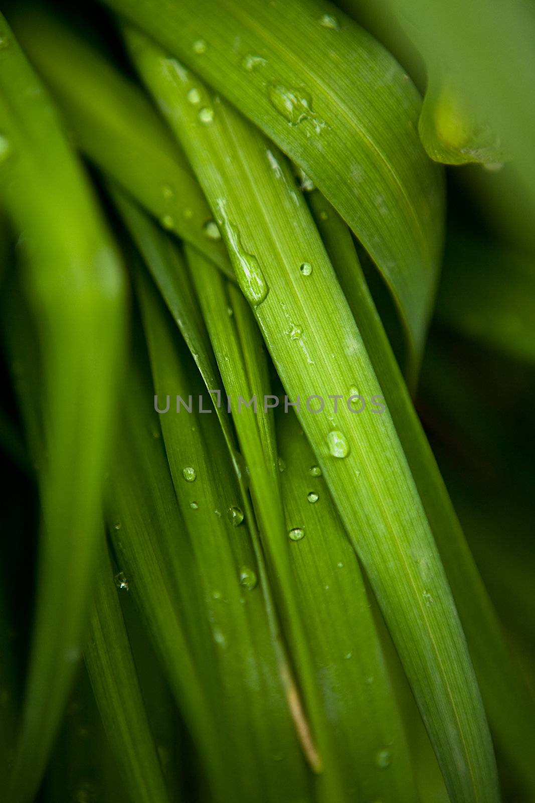 Morning dew flows down on green leaves