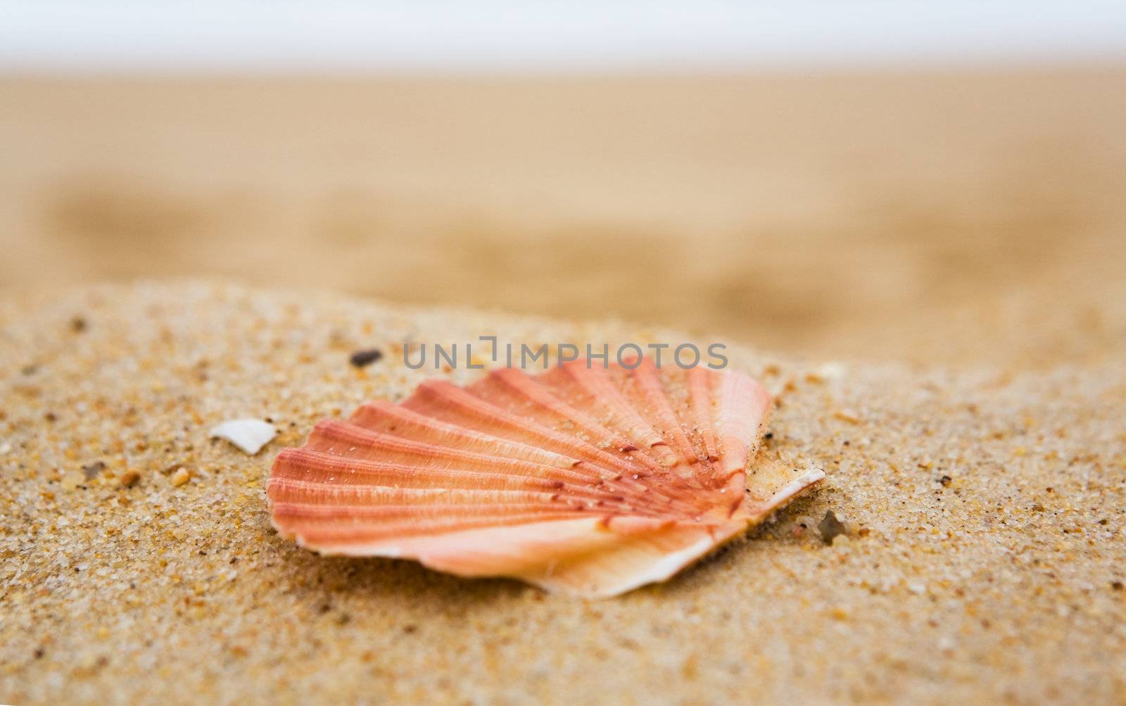 Beautiful orange cockleshell on sand