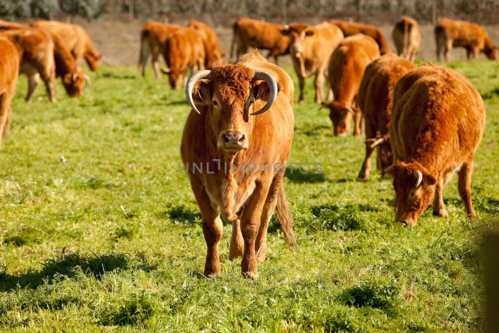 Cows by Gravicapa
