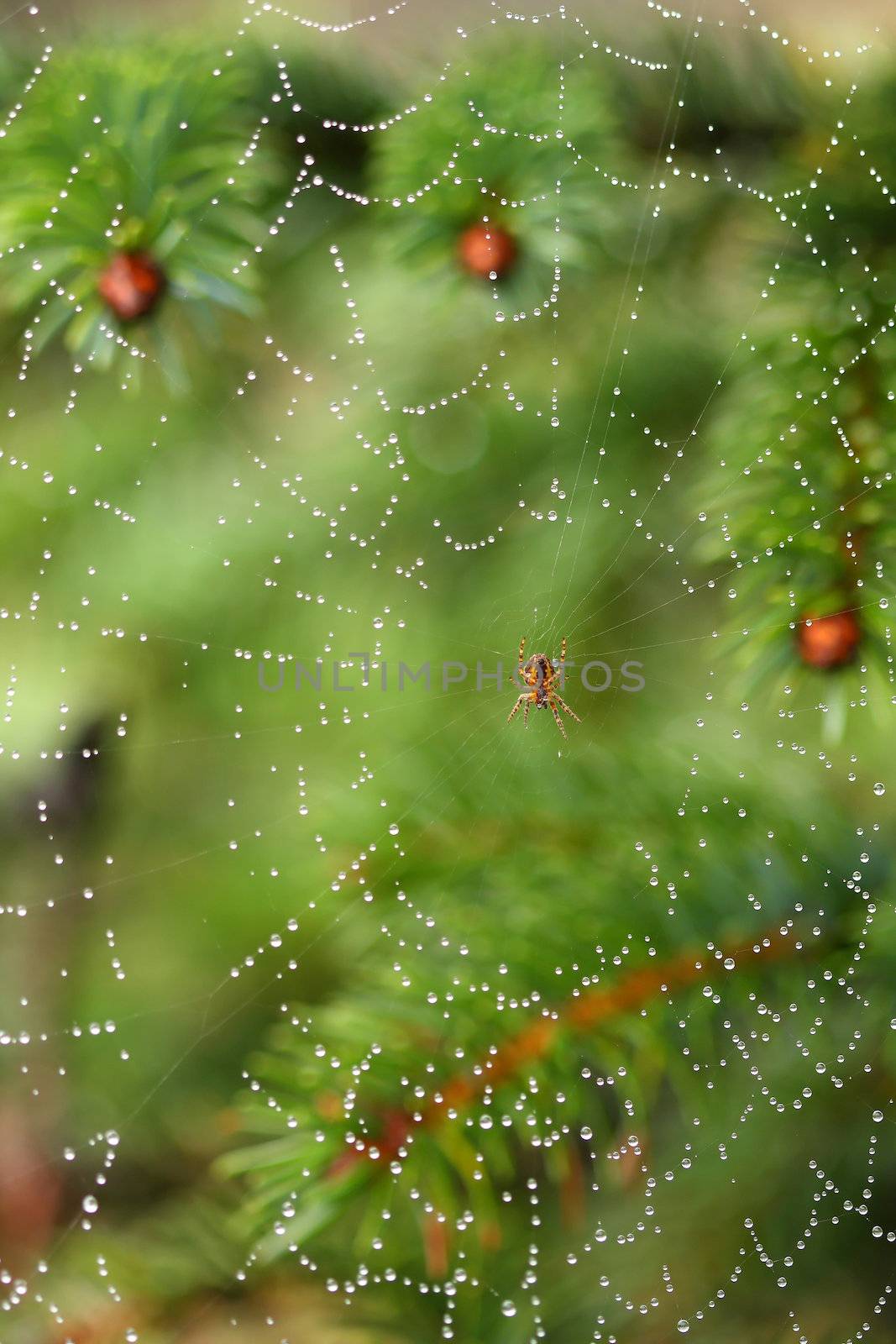 spiderweb by sumos