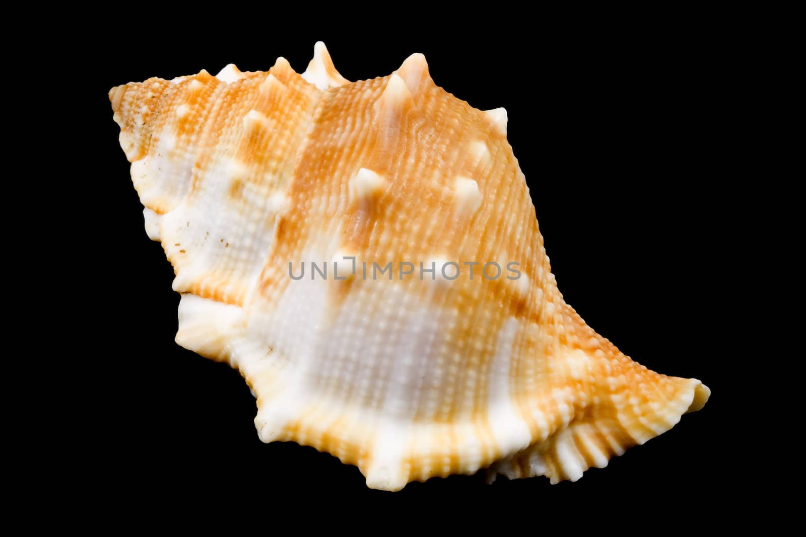 detail of a conch on the black background