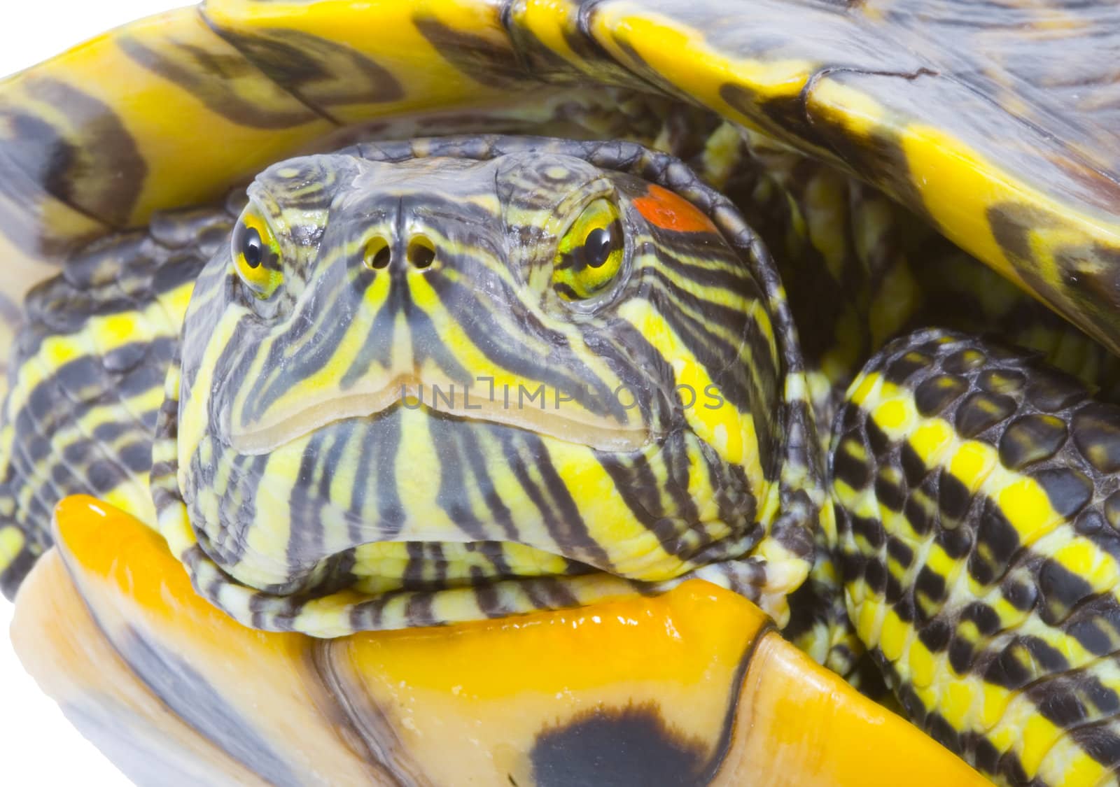 head and face of a turtle - Pseudemys scripta elegans - close up