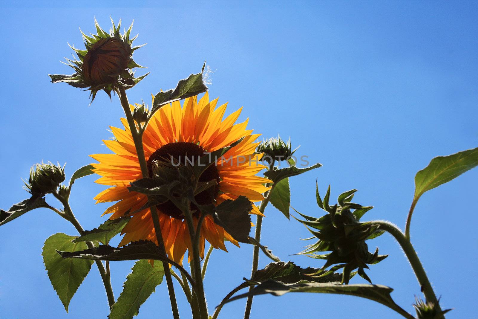 backlit sunflower, shot from beneath against a light blue sky, high key higlights on the stems and leafs of the flower. 