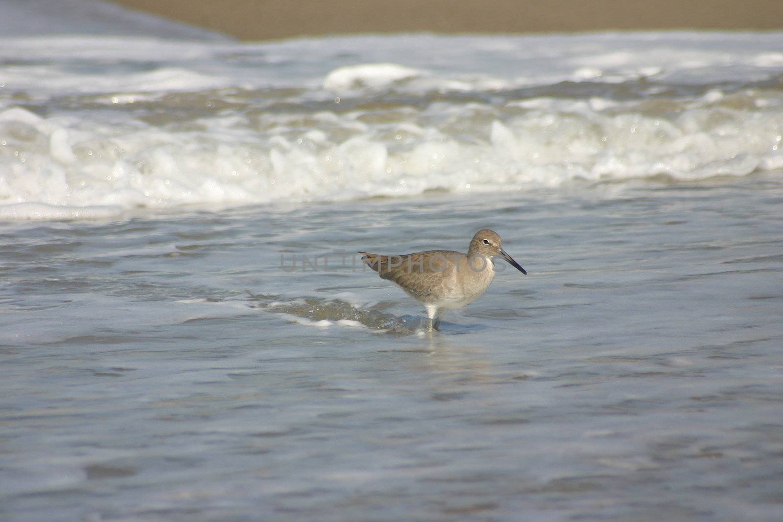 Sand Piper by KevinPanizza