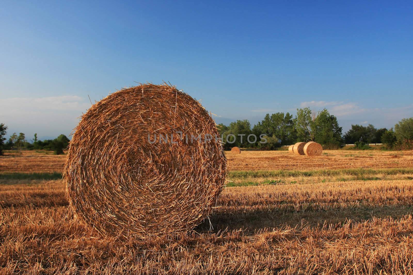 A close up of a hay bale on a corn field in Europe, shot in the warm afternoon sun, great warm feel to the image