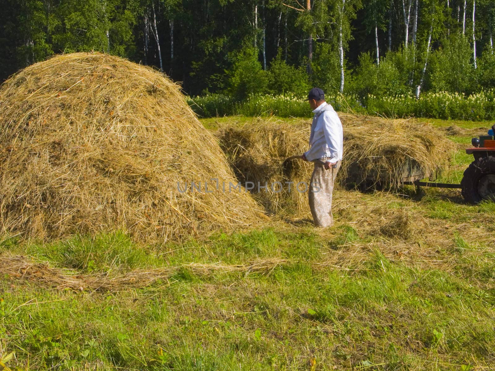 The image of preparation of hay peasants in Siberia