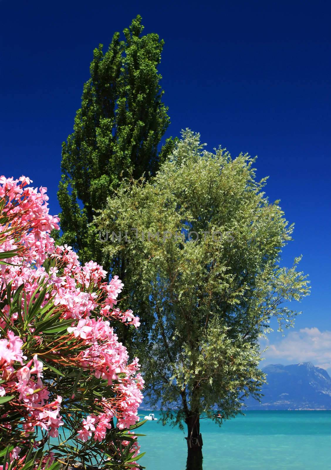 Flowering tree against a deep blue sky on the beach, fantastic color and conveys a longing to be there, Fantastic vacation concept photo. Very generic in nature.