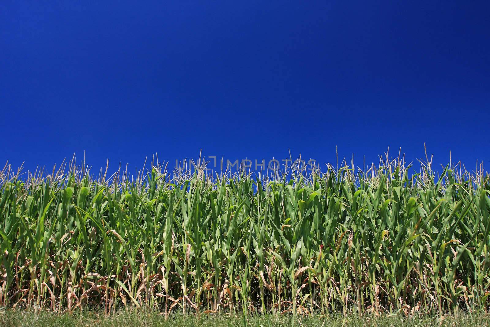 Maize corn field set against a wonderful blue sky, not a cloud in sight and the blue color a perfect uniform solid, Plenty of copy space perfect for your design
