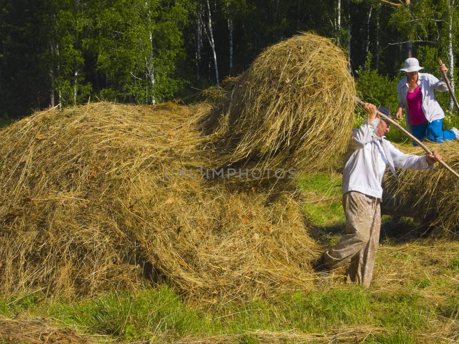 The image of preparation of hay peasants in Siberia