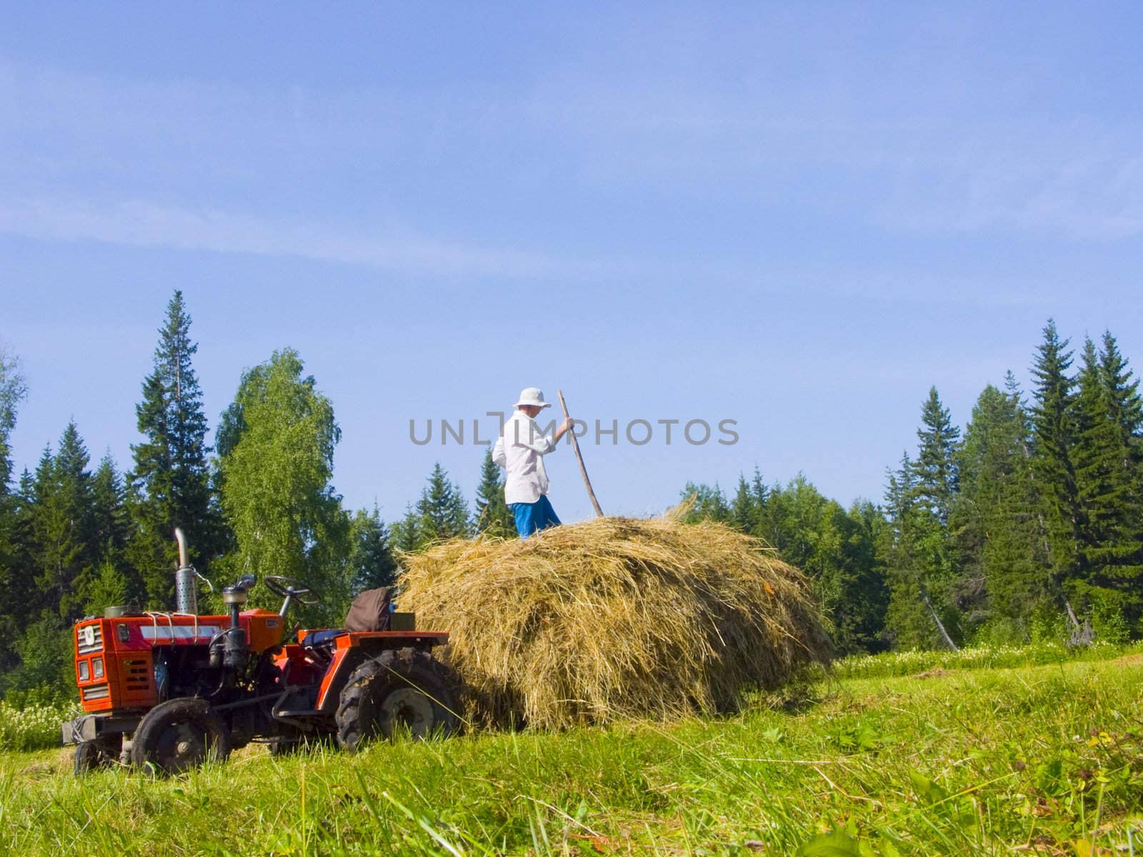 The image of preparation of hay peasants in Siberia