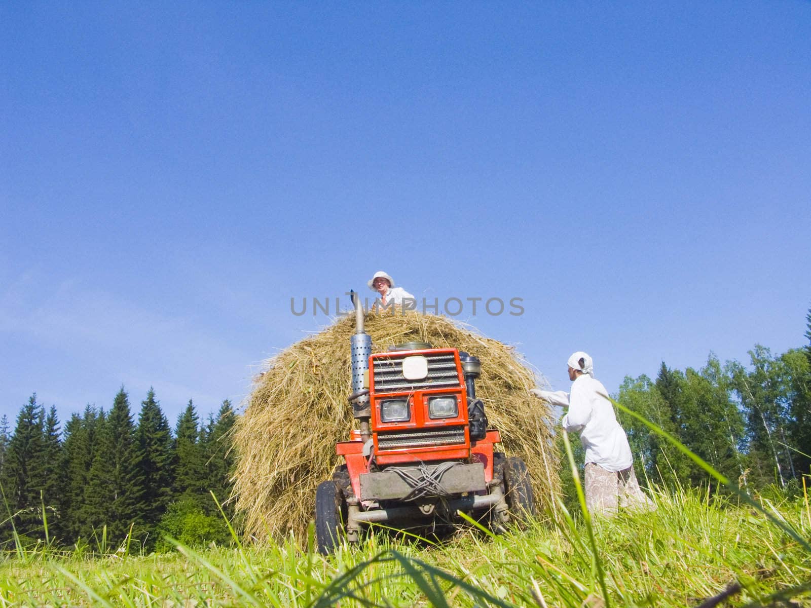 The image of preparation of hay peasants in Siberia