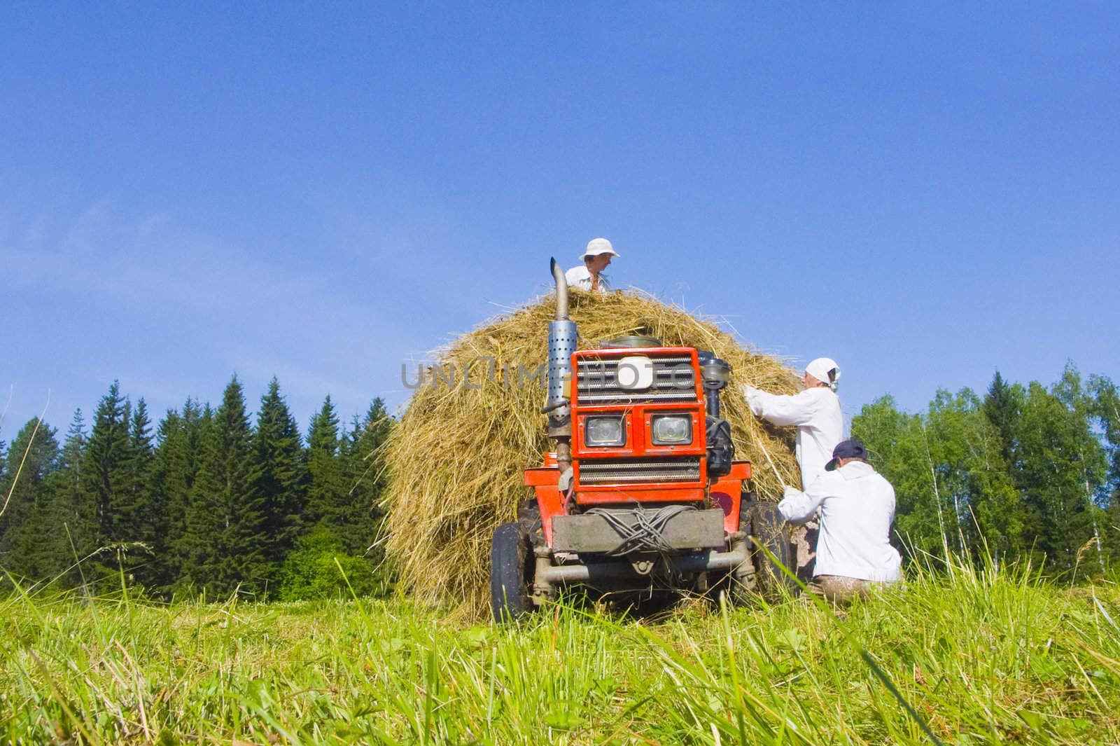 The image of preparation of hay peasants in Siberia