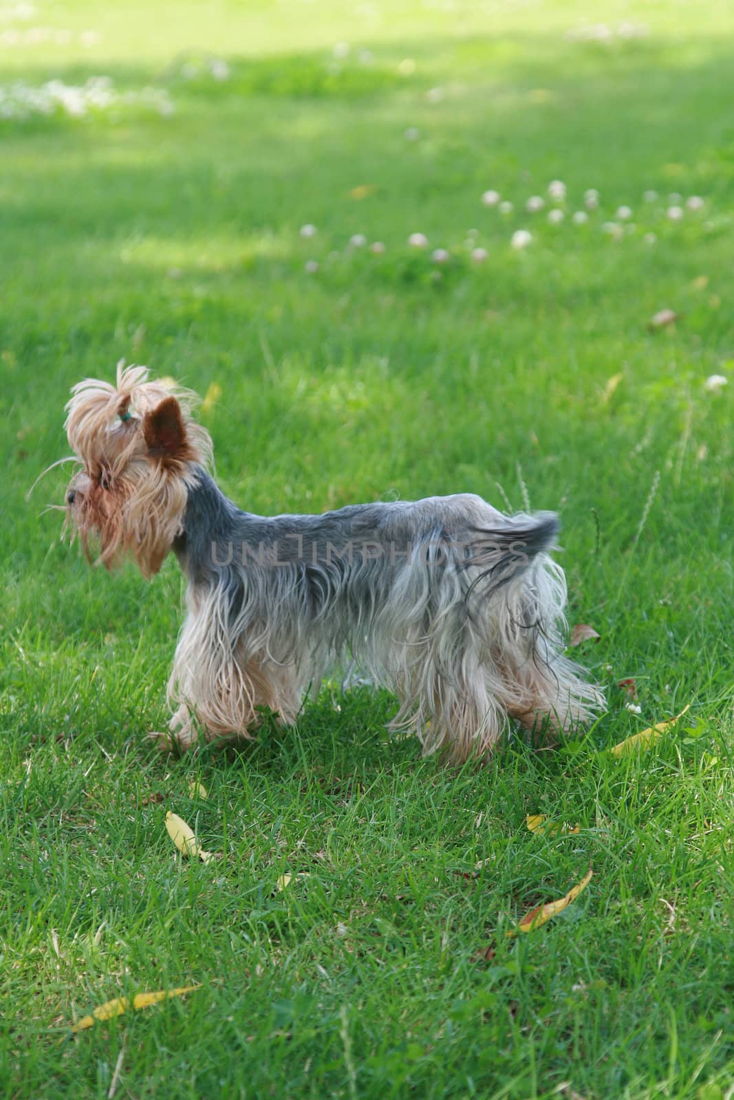 The small terrier costs on a green lawn