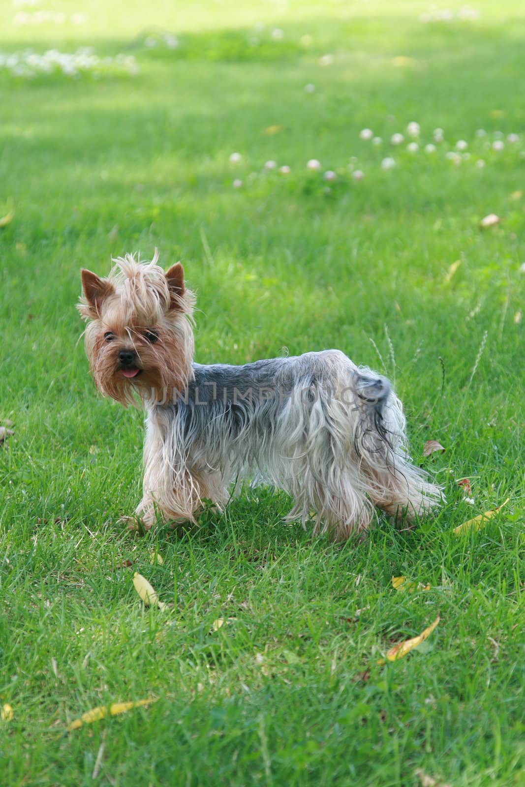 The small terrier costs on a green lawn