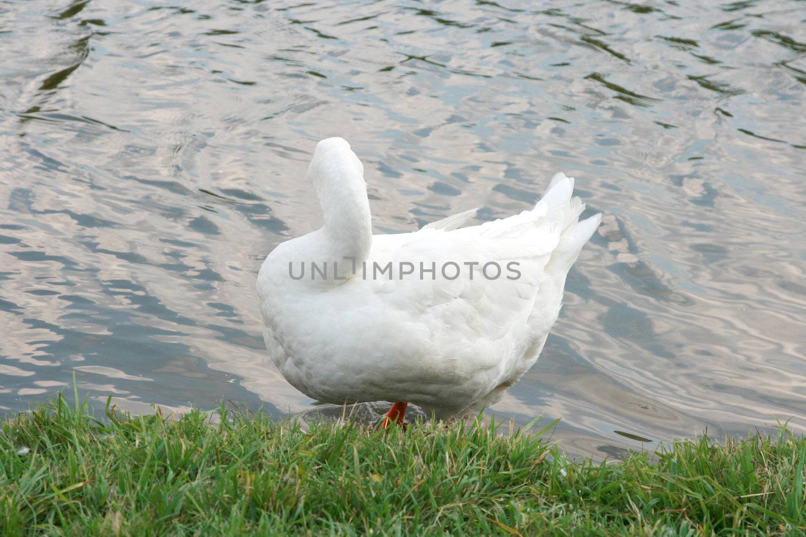 The white goose costs on coast of the river