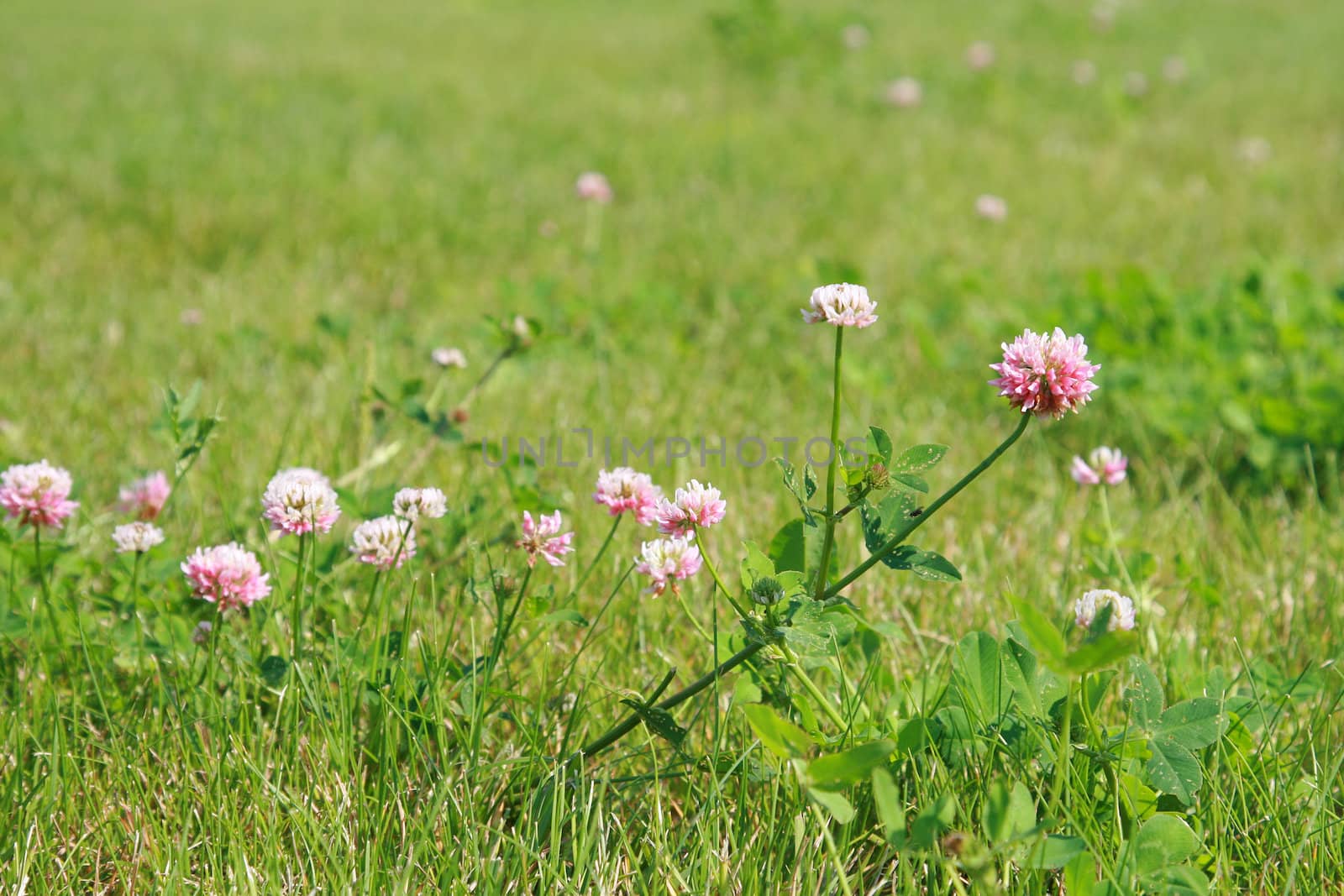 Pink flowers clover on a juicy green lawn