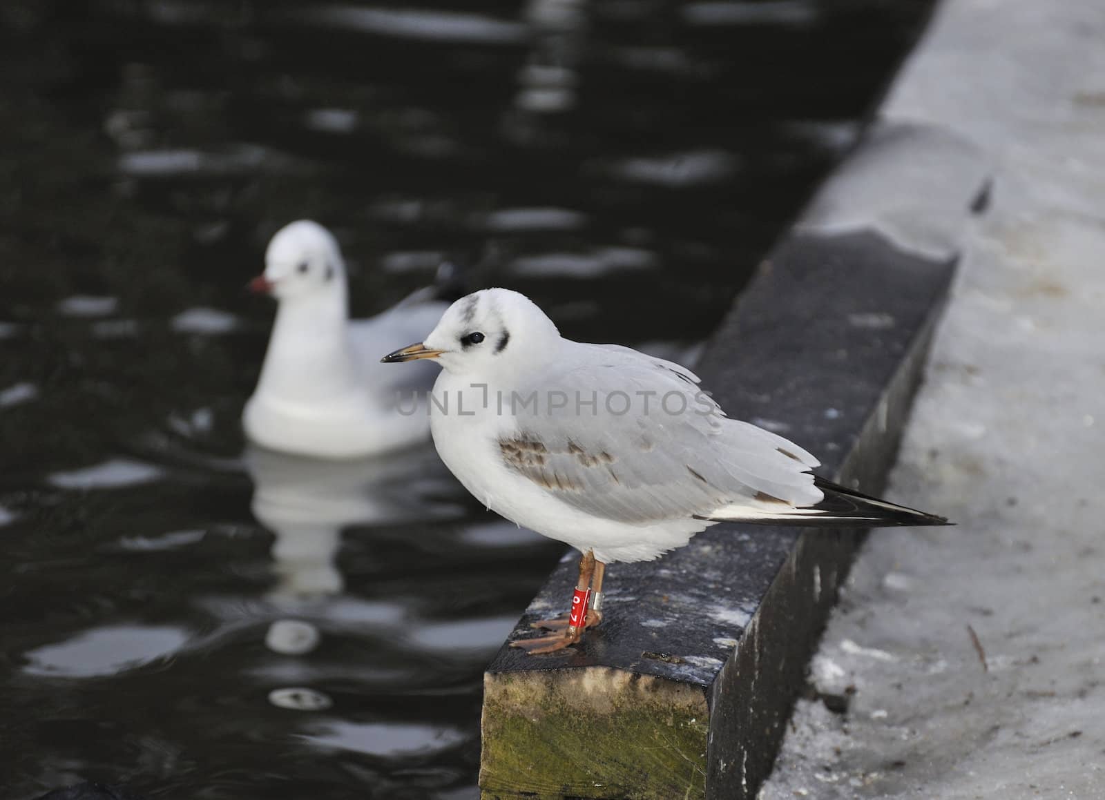 seagull resting beside a lake in winter