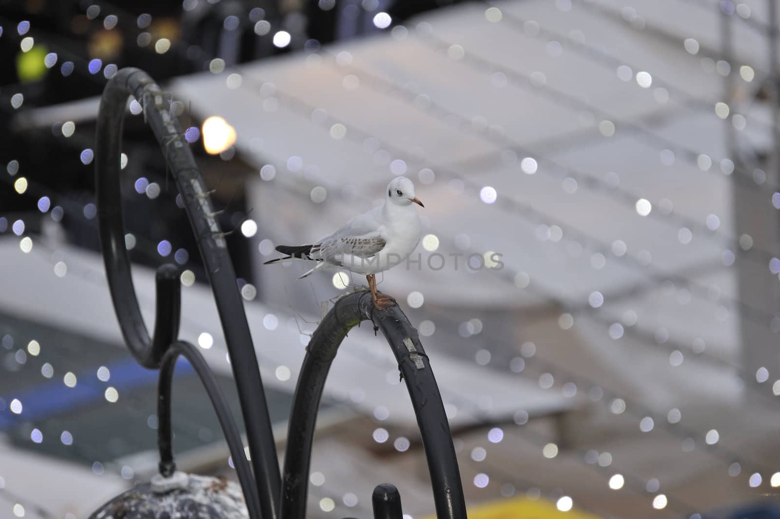 seagull standing above Dutch free markt