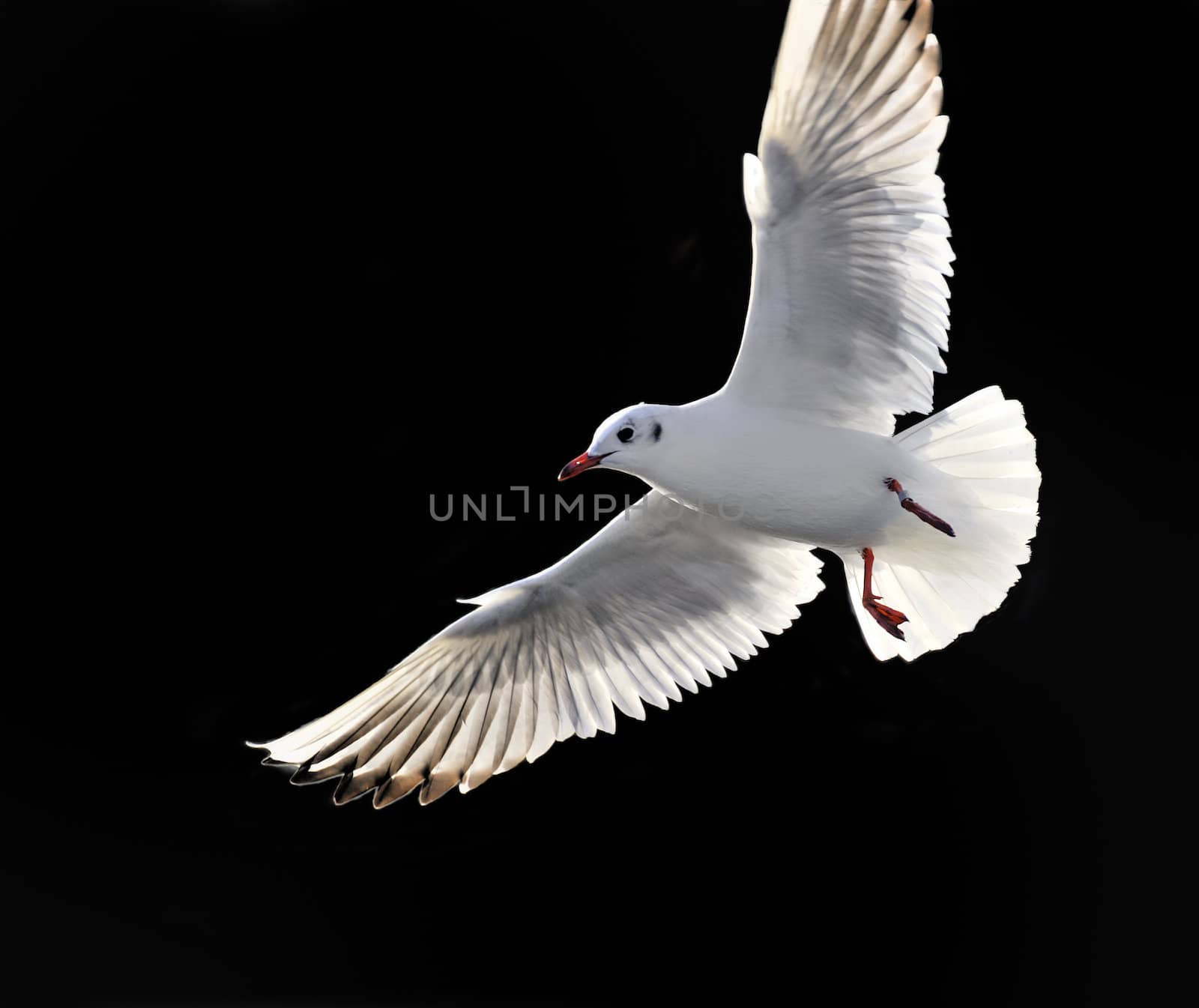 soaring seagull with fully open wing on black backgrounds