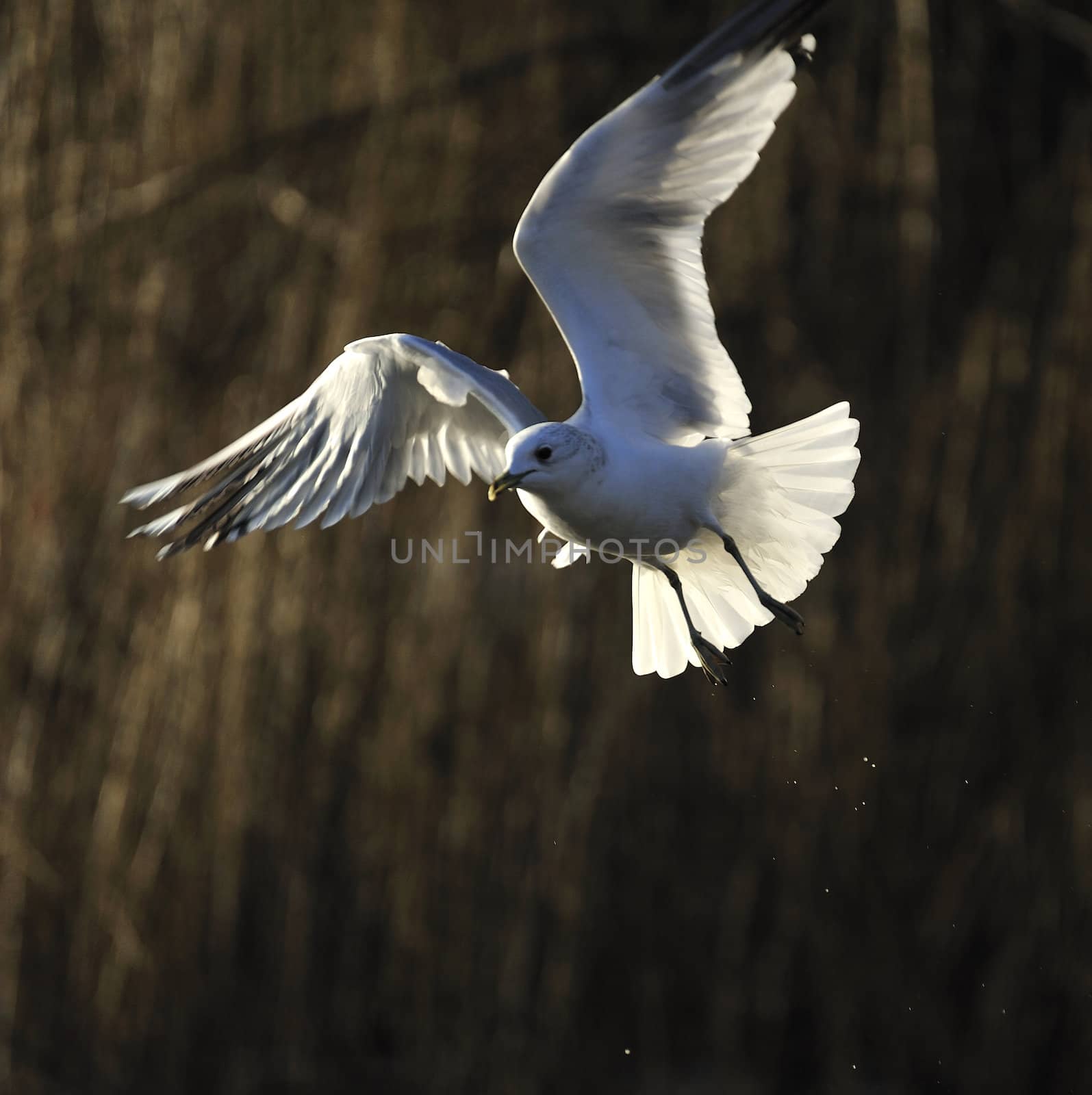 seagull soaring on a woody lake