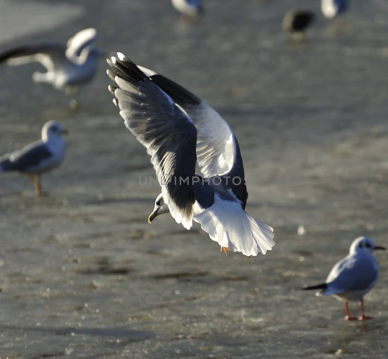 seagull landing on icy lake