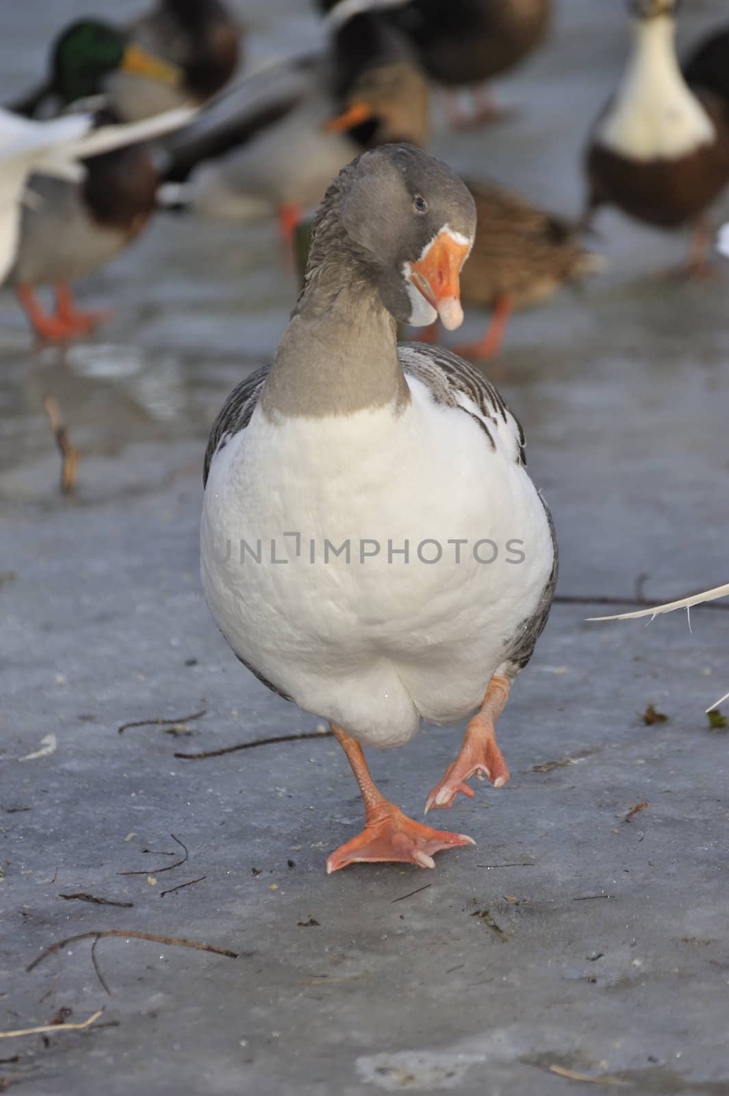 goose roosting on icy lake