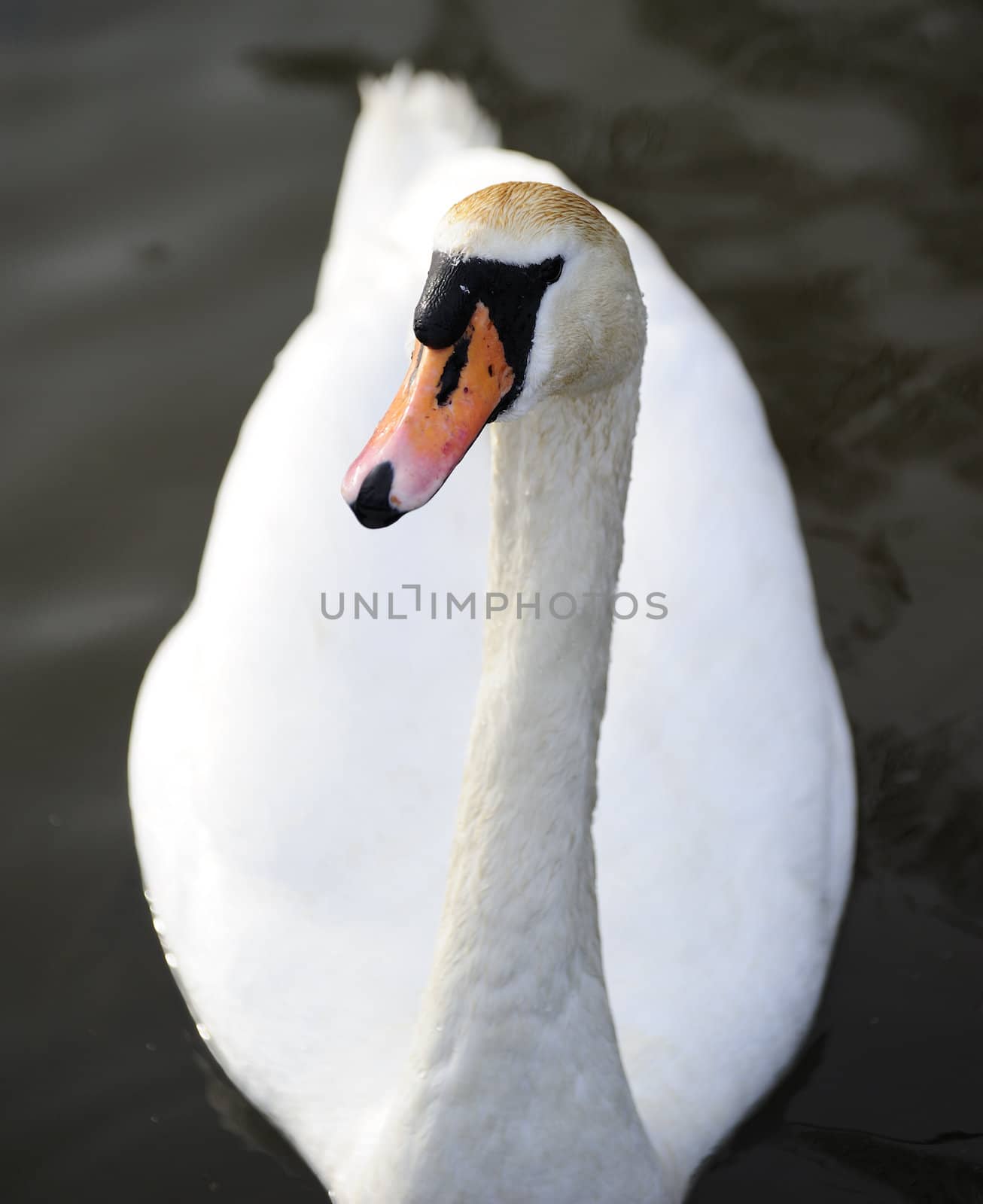 portrait of mute swan on a lake