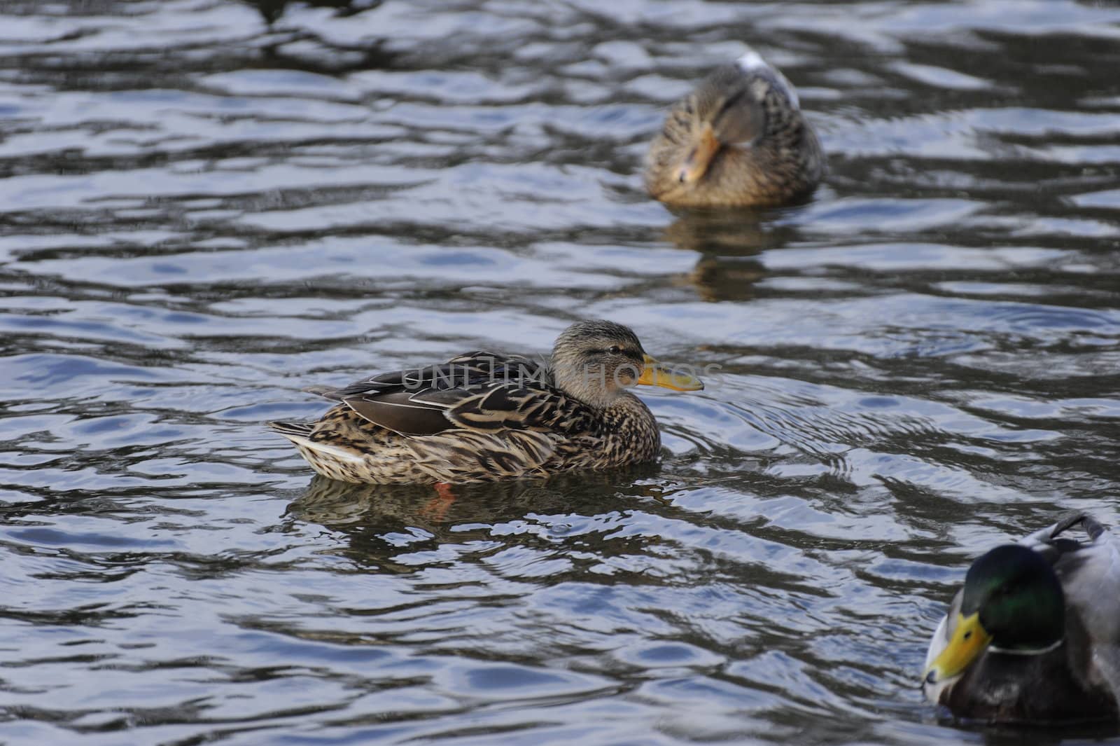 duck swimming on a lake