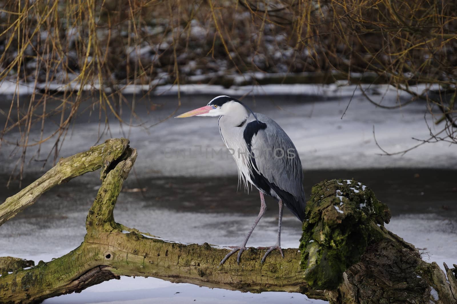 great blue heron resting a collapsed tree on a icy lake