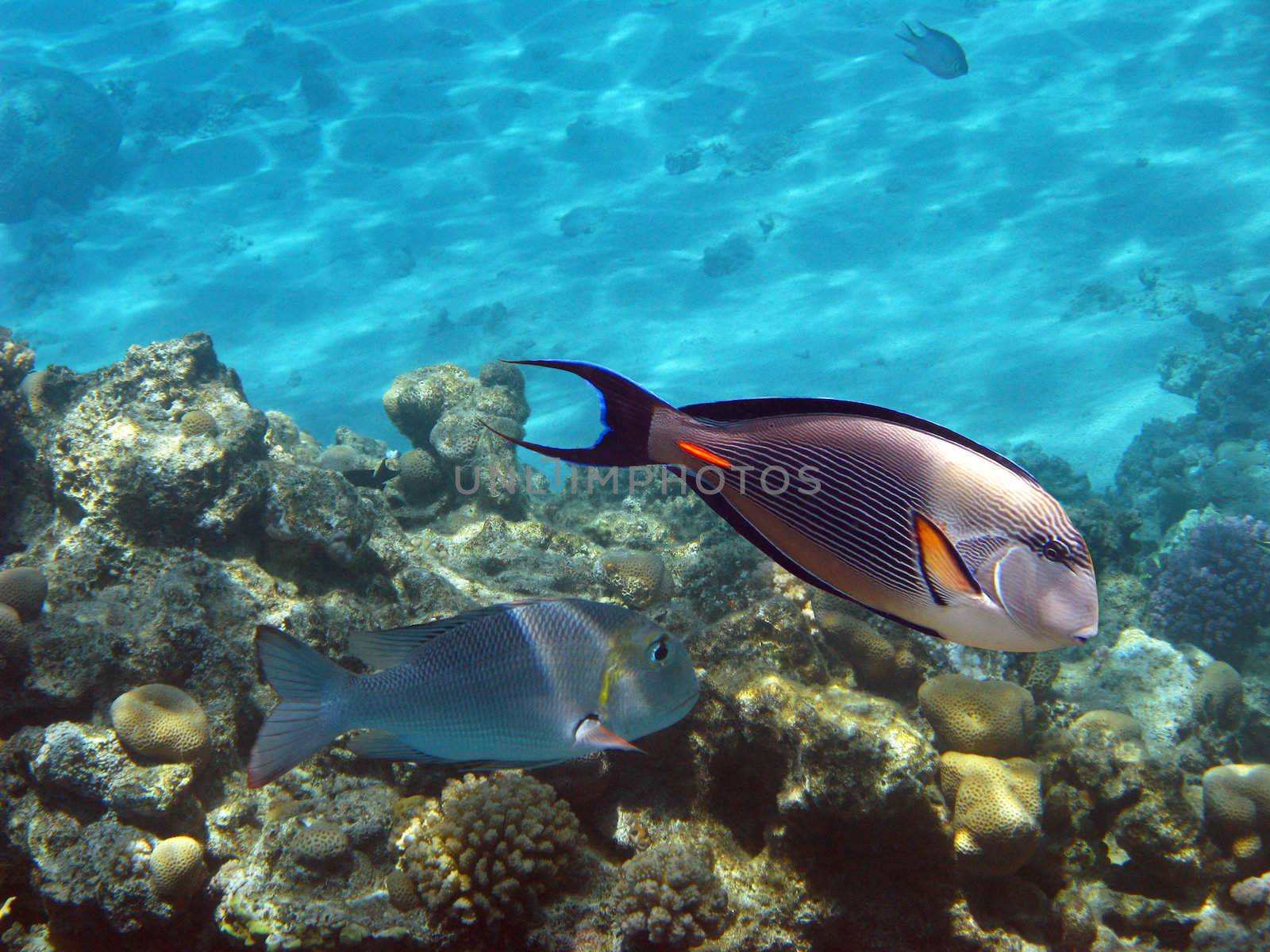 Sohal surgeonfish by vintrom