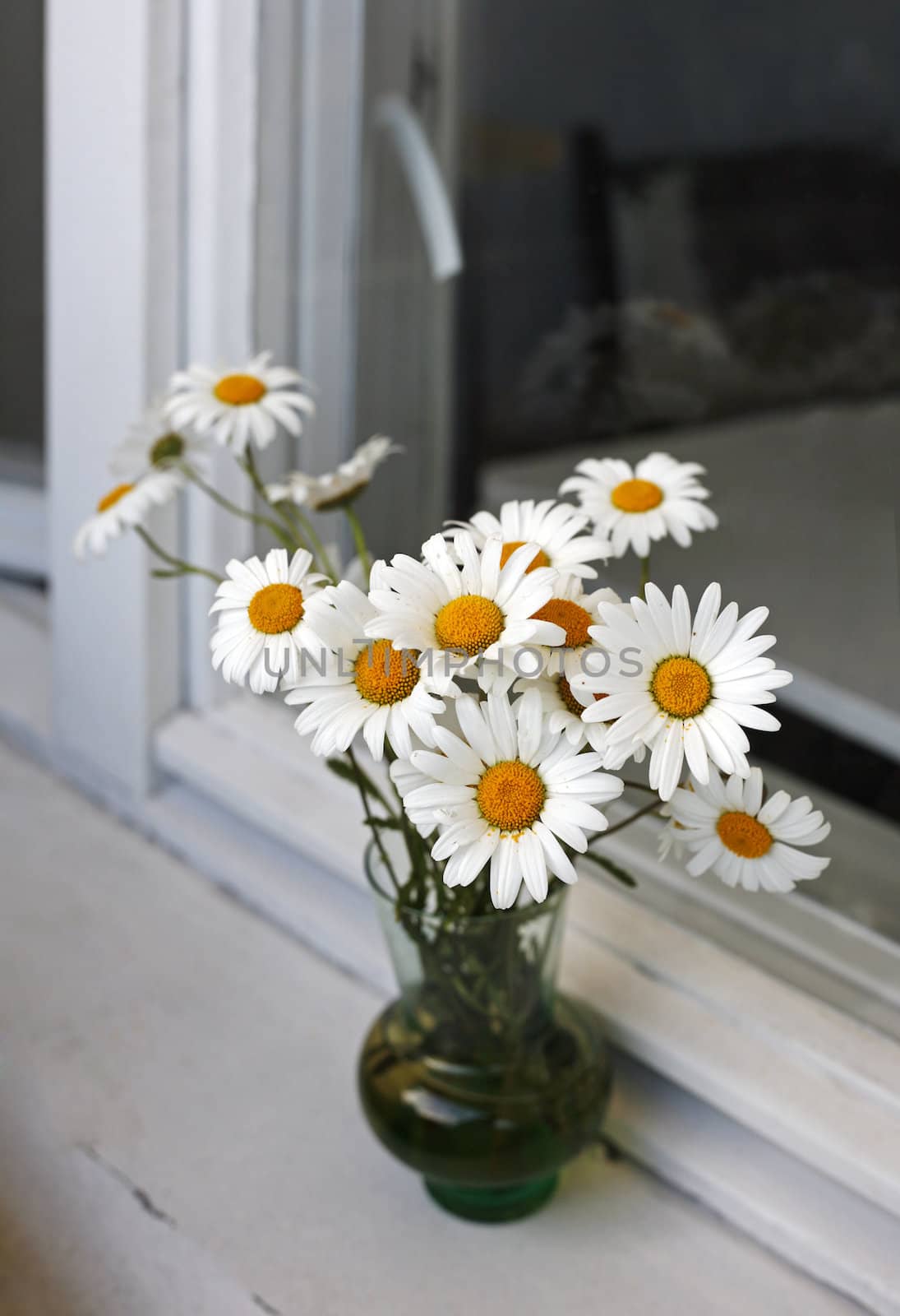 Bouquet of camomiles  by friday