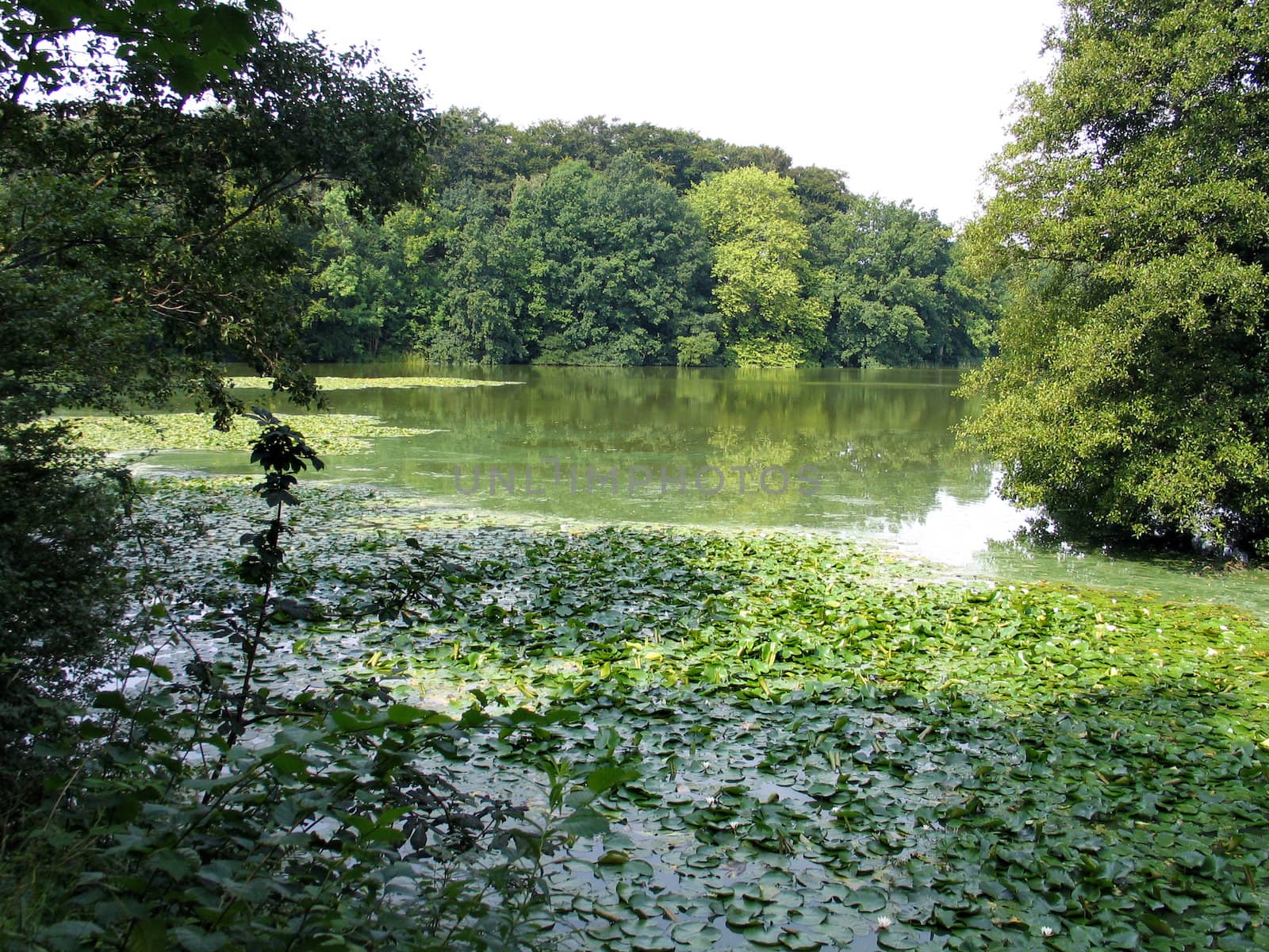 Beautiful lake with water lilies by Ronyzmbow