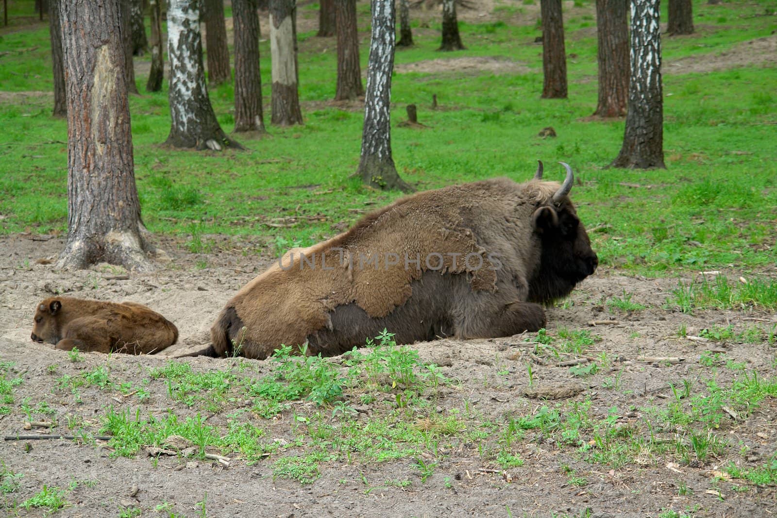 Aurochs. The big powerful bison and the calf lays in wood.