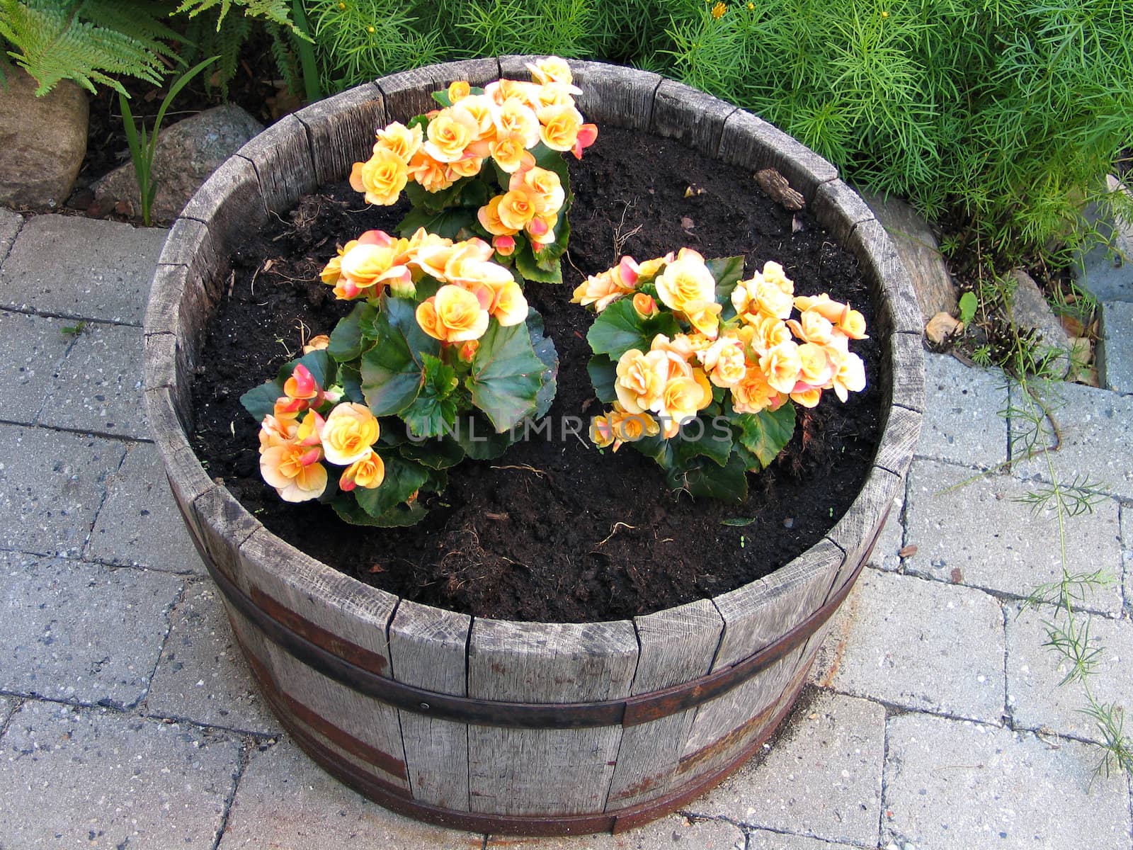 Decorative old wooden barrel with beautiful yellow red flowers