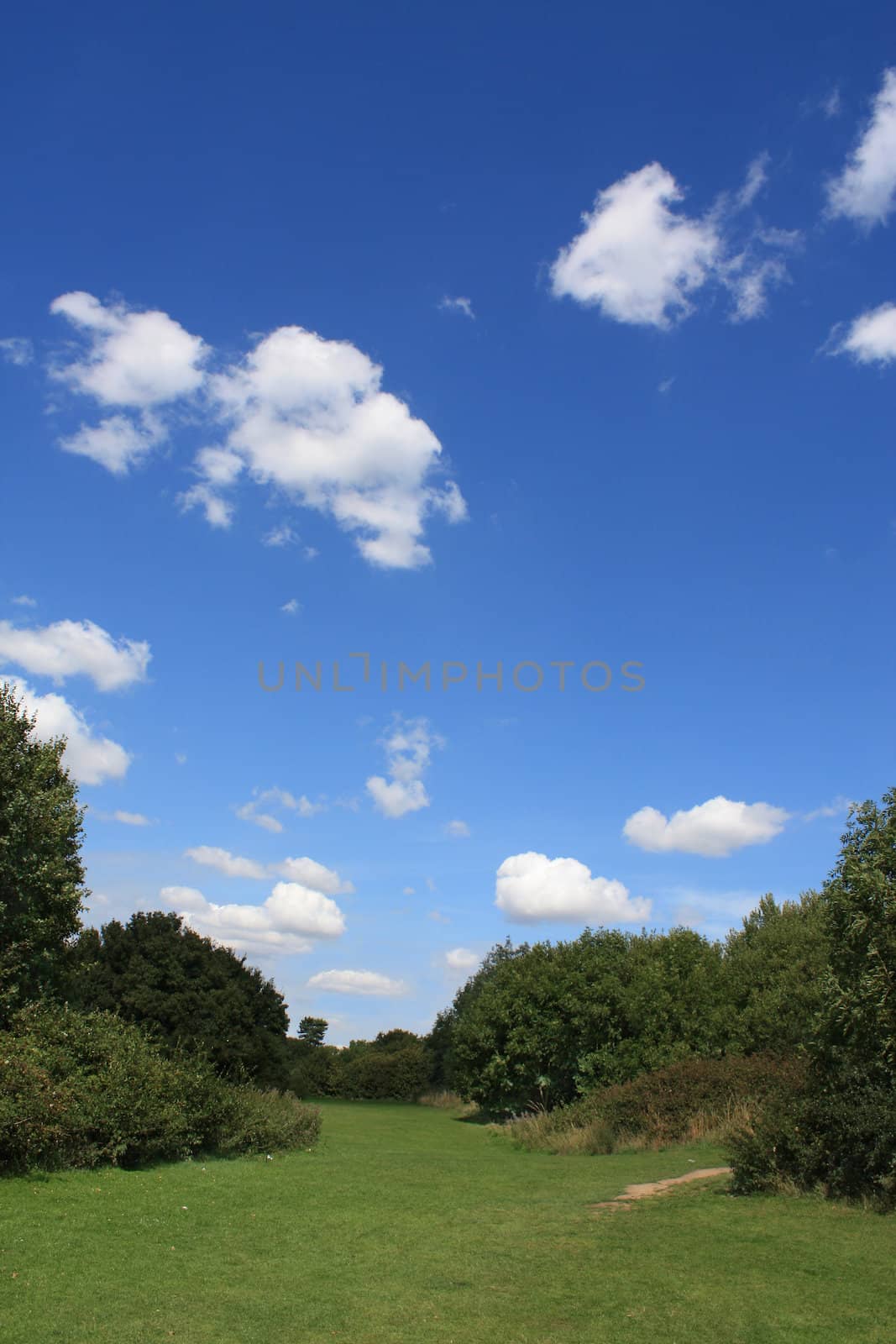 Summer landscape showing green vegetation and blue cloudy sky.