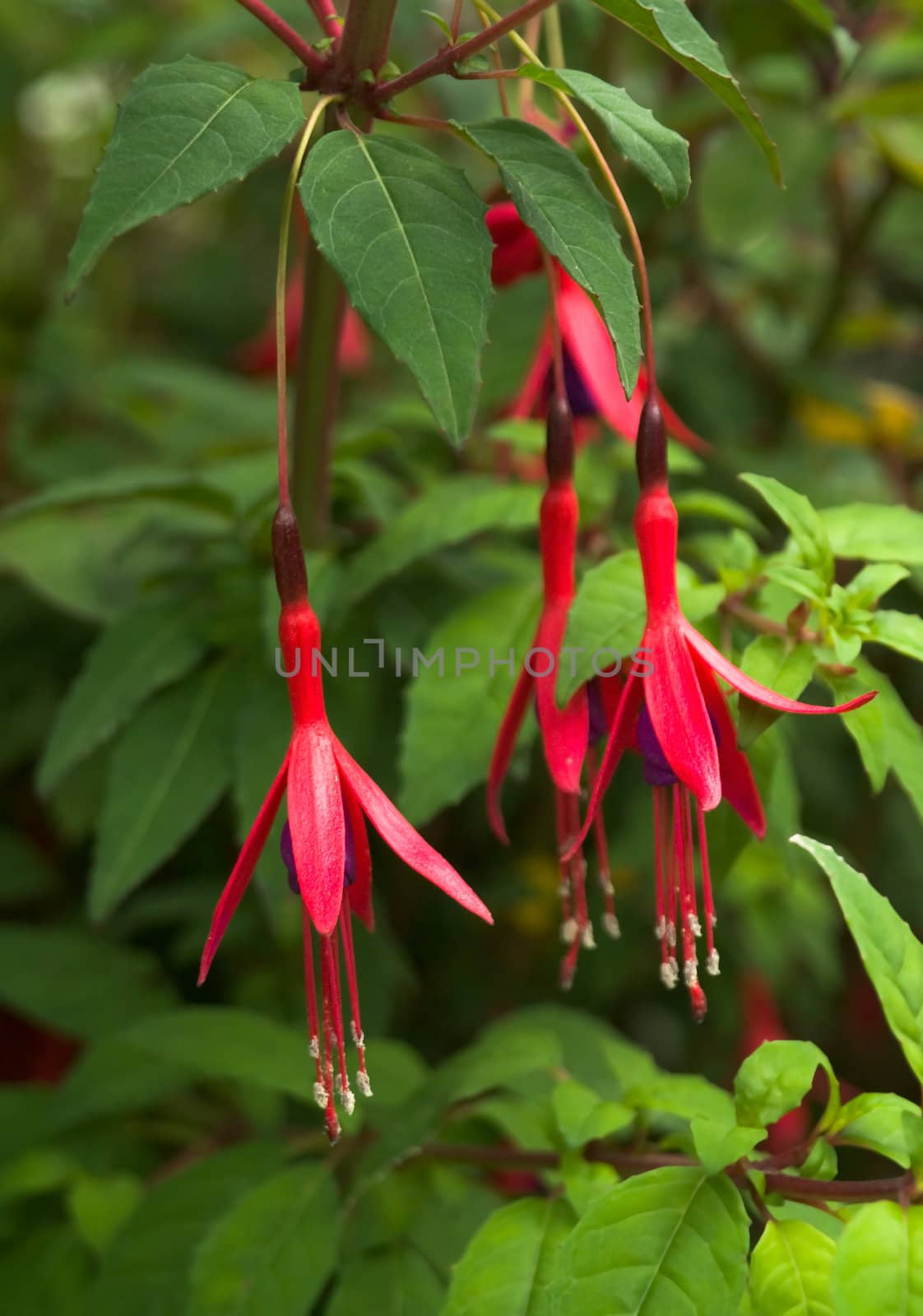 Summer-flowering wild Fuchsia flowers in closeup with selective focus (depth of field) and blurred background