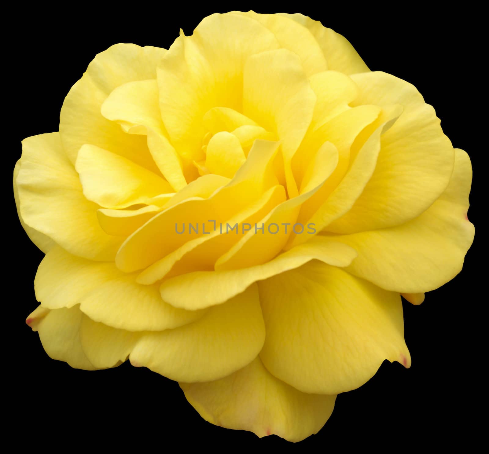 Summer flowering yellow floribunda rose, named variety "Golden Wedding".  Isolation on black with clipping path.